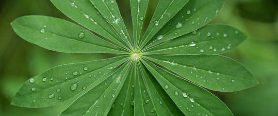 Large, green leaves of lupine (Lupinus polyphyllus) covered with drops of dew - 208078176