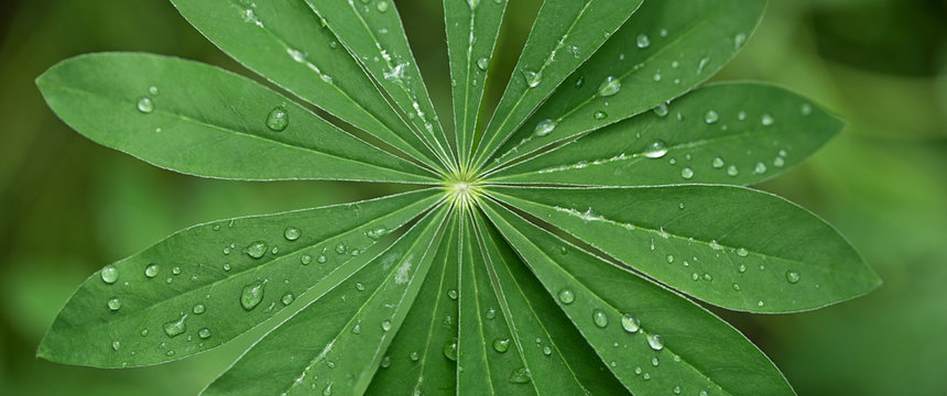 Large, green leaves of lupine (Lupinus polyphyllus) covered with drops of dew