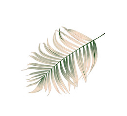 Green leaves of palm tree on white background