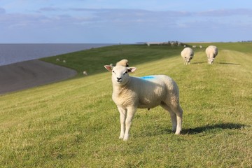 White sheep on sea dyke near the Wadden Sea in The Netherlands