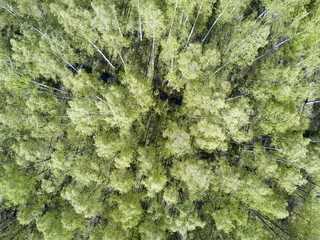 drone view on the deciduous wood at the beginning of spring with the first foliage..