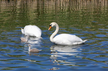 Swan family with cygnets 