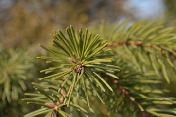 Pine tree