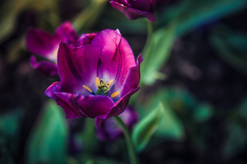 Fototapeta na wymiar Tulips, macro photography