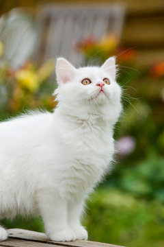Weißes Kätzchen im Garten sieht nach oben