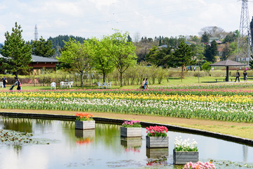 チューリップ畑