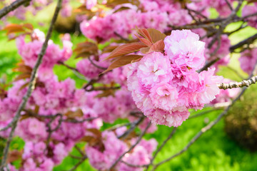 八重桜