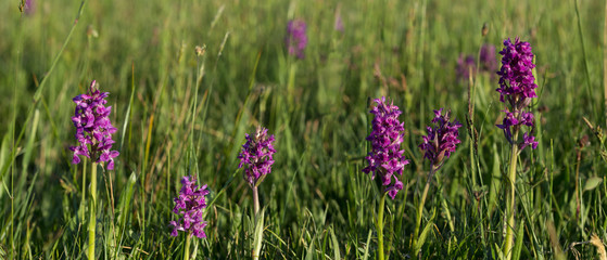 Blossoming purple orchids in Poland in Podlasie