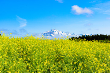 鳥海山　菜の花畑