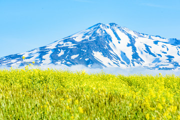 鳥海山　菜の花畑