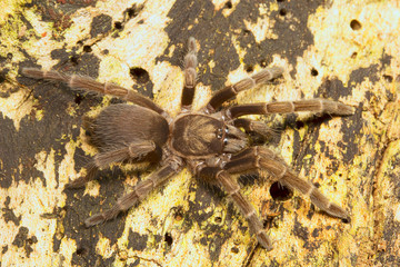 Spider, Theraphosidae, Belianchip, Tripura , India