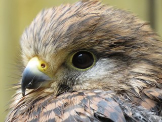 bird