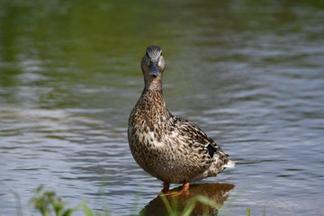 duck