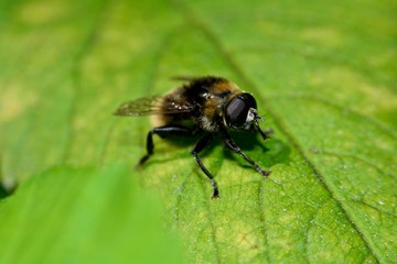 Hummel sitzt auf grünem Blatt