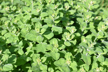 Mentha suaveolens au jardin