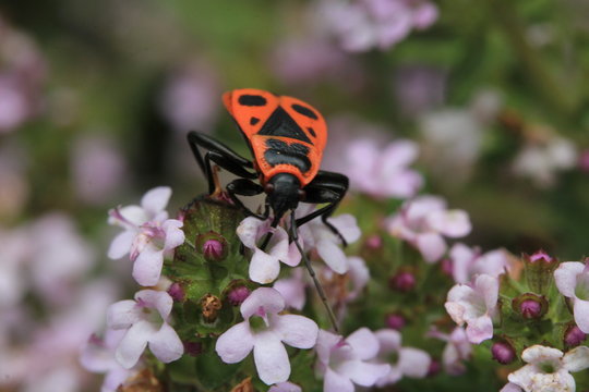 gendarme (Pyrrhocore) d&eacute;gustant une fleur de thym