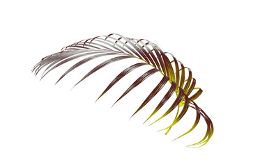 green leaf of palm tree isolated on white background