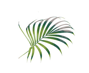 green leaf of palm tree isolated on white background