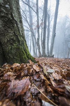 Foliage of autumn, Parco della Grigna, province of Lecco, Lombardy