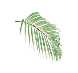 Fototapeta premium green leaf of palm tree isolated on white background