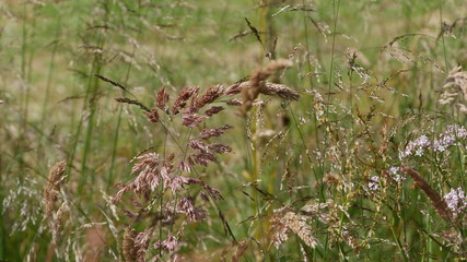 herbe
