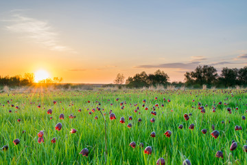 Sunset on a beautiful flower field