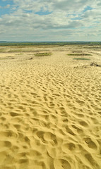 Fototapeta na wymiar Bledów Desert - Pustynia B?edowska): an area of sands in Poland. largest accumulation of lsand in the Central Europe