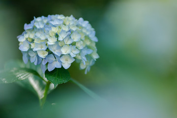 水色の紫陽花