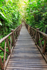 Wooden walkway through a tropical garden.