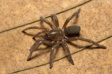 Spider, Theraphosidae, Trishna, Tripura , India