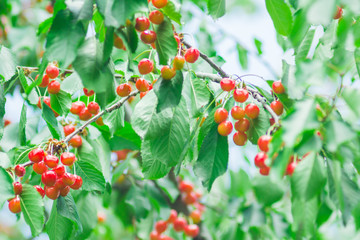 cherries in the garden
