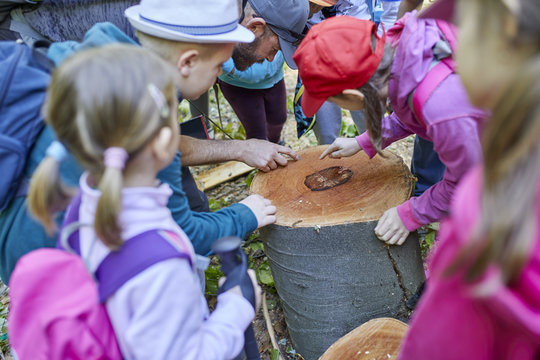 Man and kids on a field trip examining tree stump