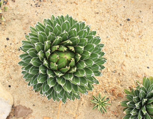Cactus growing in the sand top view