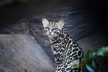 Portrait of  Margay, Leopardus wiedii, small, nocturnal wild cat native to Central and South America staring directly at camera. Wild cat with fur marked with rosettes.  Costa Rica. © Martin Mecnarowski