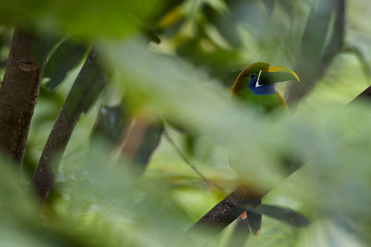 Wild tropical bird, Emerald toucanet, Aulacorhynchus prasinus, green bird with enormous beak, hidden among leaves in its natural environment of costa rican rainforest. Costa Rica wildlife photography.