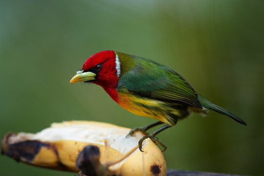 Close up colorful tropical bird, Red-headed barbet, Eubucco bourcierii, male with red head and green plumage, feeding on banana in its natural environment of cloud forest. Costa Rican wildlife photo.