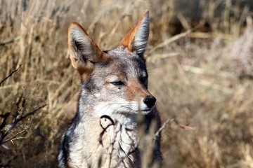 Red Fox