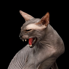 Close-up Portrait of Hissing Sphynx Cat with Scare face Isolated on Black Background, profile view