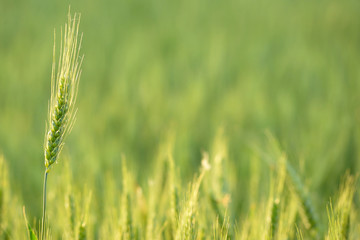 ear of wheat on blurred background, illuminated by early morning light
