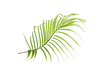green palm leaf on white background