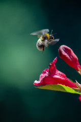 Trzmiel / pszczoła podlatująca do kwiatu