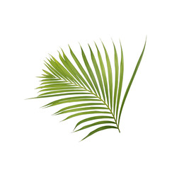 green palm leaf on white background