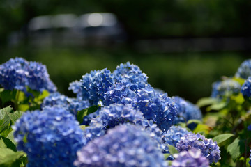 Obraz premium 紫陽花