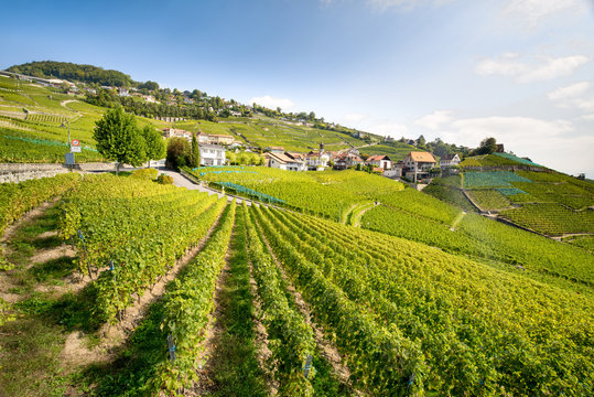 Weinterrassen in Lavaux, Französische Schweiz