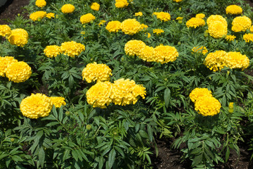 Amber yellow flower heads of Mexican marigolds