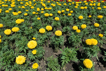 Many flowering yellow marigolds in the flowerbed