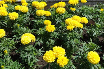 Vibrant yellow flower heads of Mexican marigolds