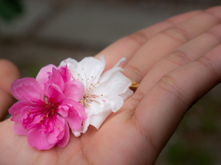 Sakura Flowers in The Palm of The Girl