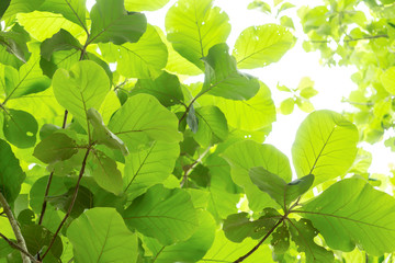 Tree branch with green leaves background in the forest 