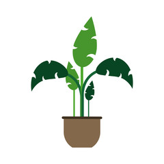 Plant in pot vector illustration graphic design